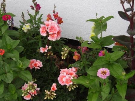 Schne Blumen. Foto: Eckart Kreitlow