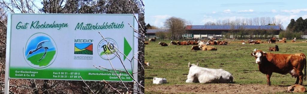 Das Gut Klockenhagen und der Mutterkuhbetrieb Klockenhagen befinden sich auch im Ortsteil Klockenhagen der Bernsteinstadt Ribnitz-Damgarten im Landkreis Vorpommern-Rgen - Ostsee-Rundschau.de -  Fotos: Eckart Kreitlow 