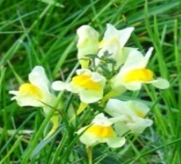 Lwenmaulartige Schmetterlingsbltengewchse. Foto: Eckart Kreitlow