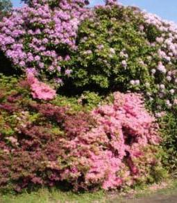 Wunderschner Rhododendron. Fotos: Eckart Kreitlow