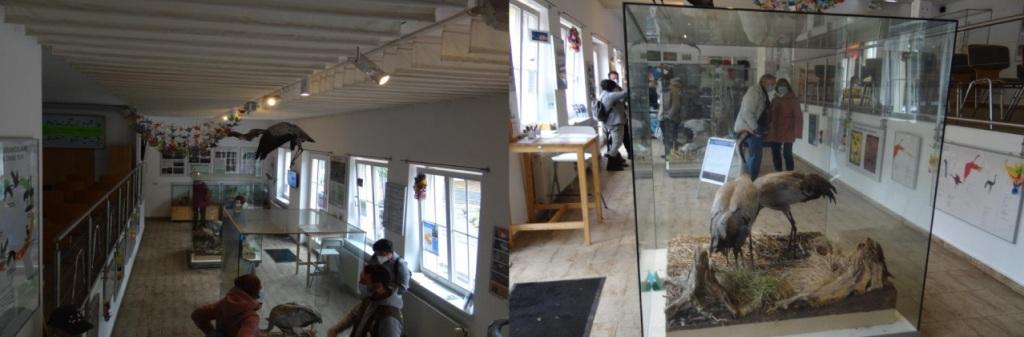 Impressionen von der Fahrt unseres gemeinntzigen Heimat- und Bildungsvereins Ribnitz-Damgarten e.V. am 18. Oktober 2021 zum NABU-Kranichzentrum Gro Mohrdorf, Lindenstrae 27 - Fotos: Eckart Kreitlow 