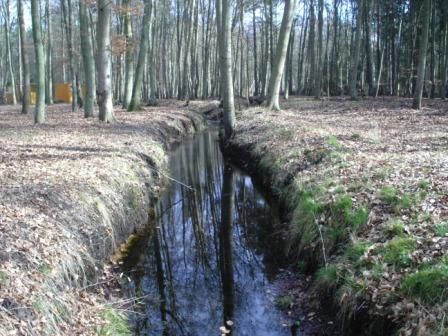 Waldbach inmitten der Rostocker Heide in der Nhe des Ostseebades Graal-Mritz.  Foto: Eckart Kreitlow